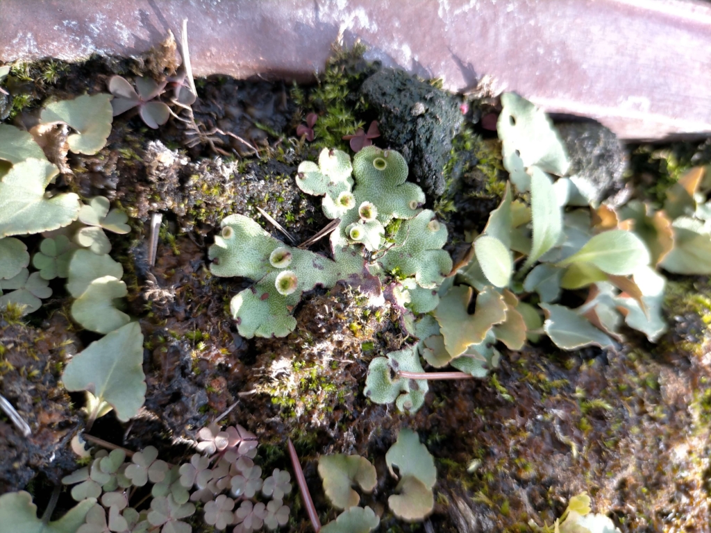 防草シート＋石灰砕石施工前に北側犬走りの湿った地面に繁茂していたゼニゴケ（貧乏ゴケ）の状態。石灰砕石のアルカリ成分が土壌を弱アルカリ性に変えることでゼニゴケの発生を抑制