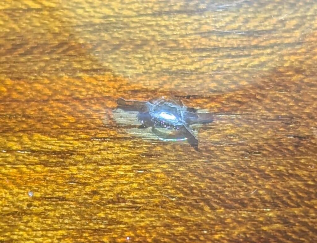 補修前の一枚板天板に見られるウレタン塗装のひび割れダメージ