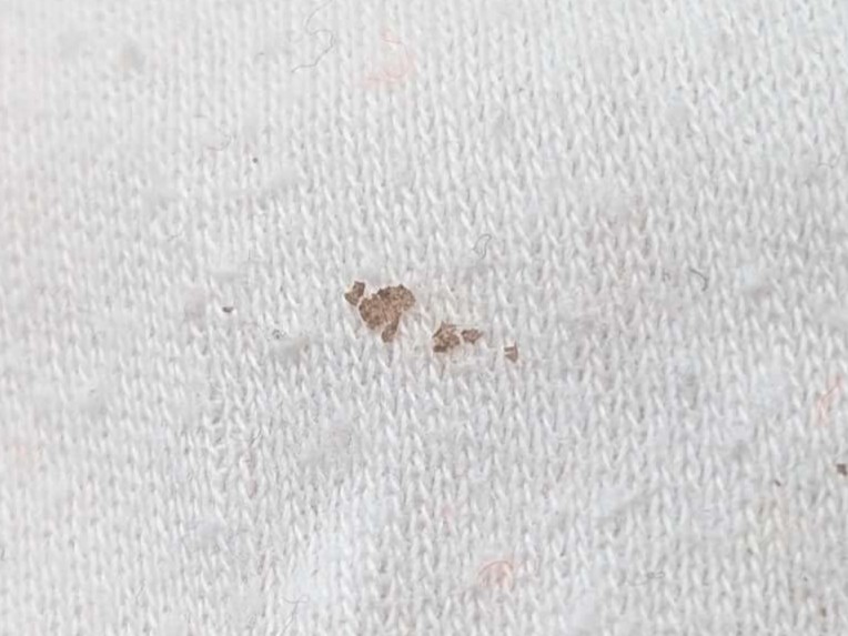 ドラム式洗濯機（東芝 TW-160SCH）から出た洗濯物に付着した「黒いワカメ」状の黒いカス。ゴムパッキンの劣化片・洗剤残渣＋カビのバイオフィルム・金属酸化物（水道管サビ）の3種が主な正体。19年使用の機体で発生。ポケット内の異物との区別がつかないほど小さい