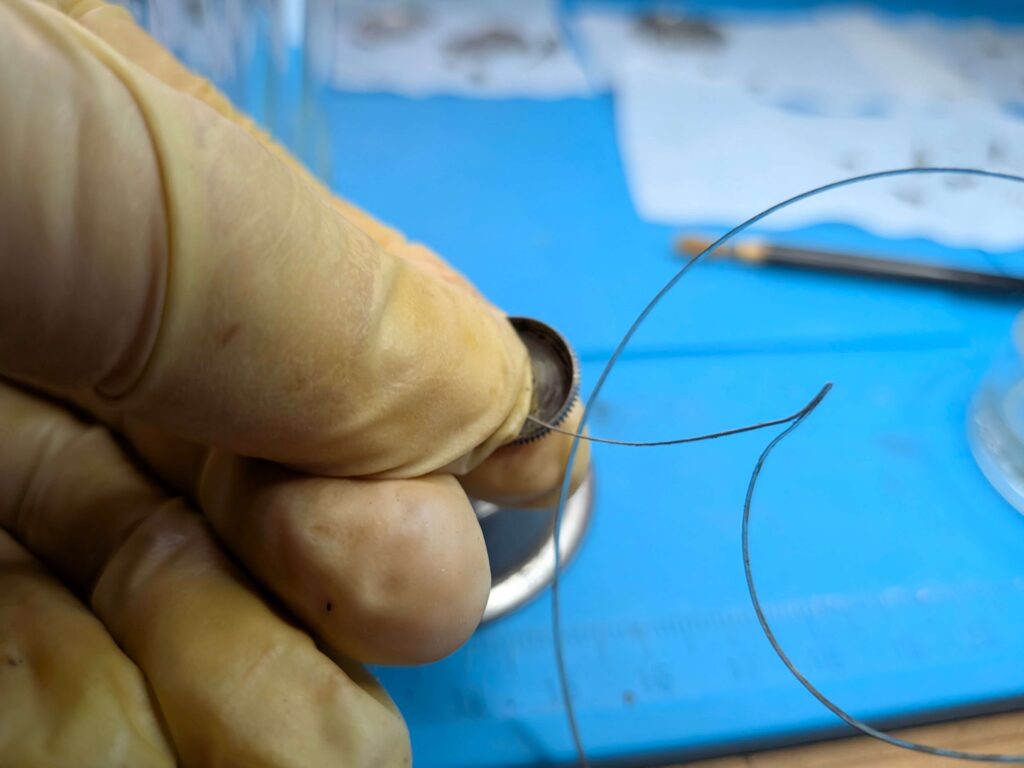 洗浄と注油のためにシチズン・クリスタルセブン27石の香箱(バレル)から主ゼンマイを取り出している様子